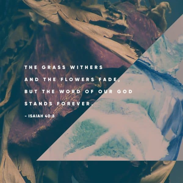 The grass withers and the flowers face, but the word of our God stands forever. - Isaiah 40:8