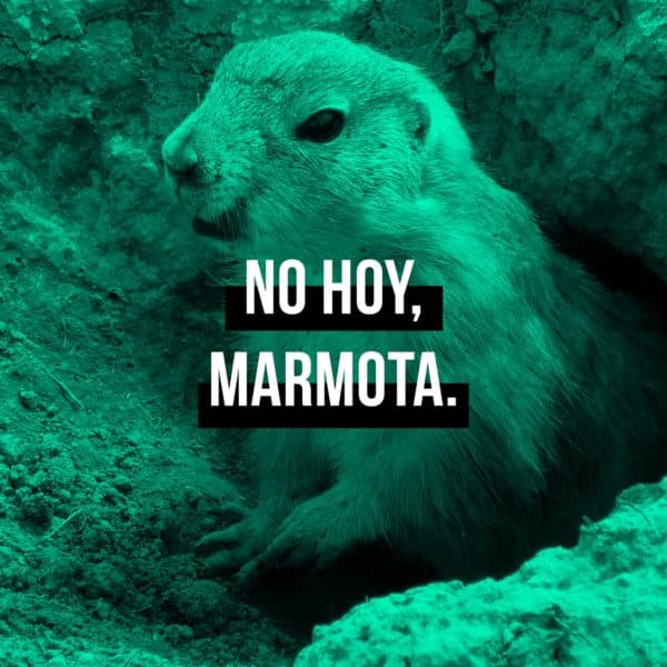 No hoy, marmota.