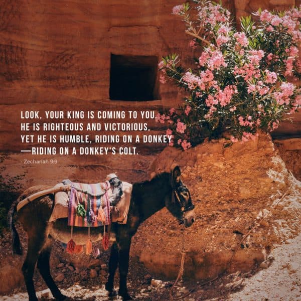 Look, your king is coming to you. He is righteous and victorious, yet he is humble, riding on a donkey—riding on a donkey's colt. - Zechariah 9:9