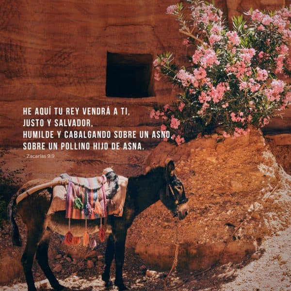 He aquí tu rey vendrá a ti, justo y salvador, humilde y cabalgando sobre un asno, sobre un pollino hijo de asna. - Zacarías 9:9