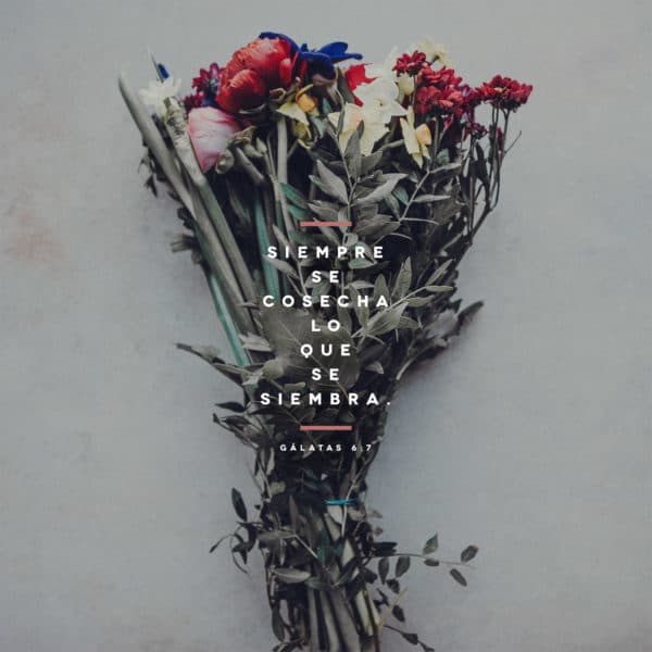 Siempre se cosecha lo que se siembra. - Gálatas 6:7