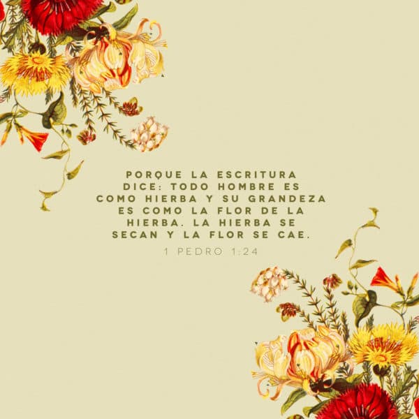 Porque la Escritura dice: Todo hombre es como hierba, y su grandeza es como la flor de la hierba. La hierba se seca y la flor se cae. - 1 Pedro 1:24