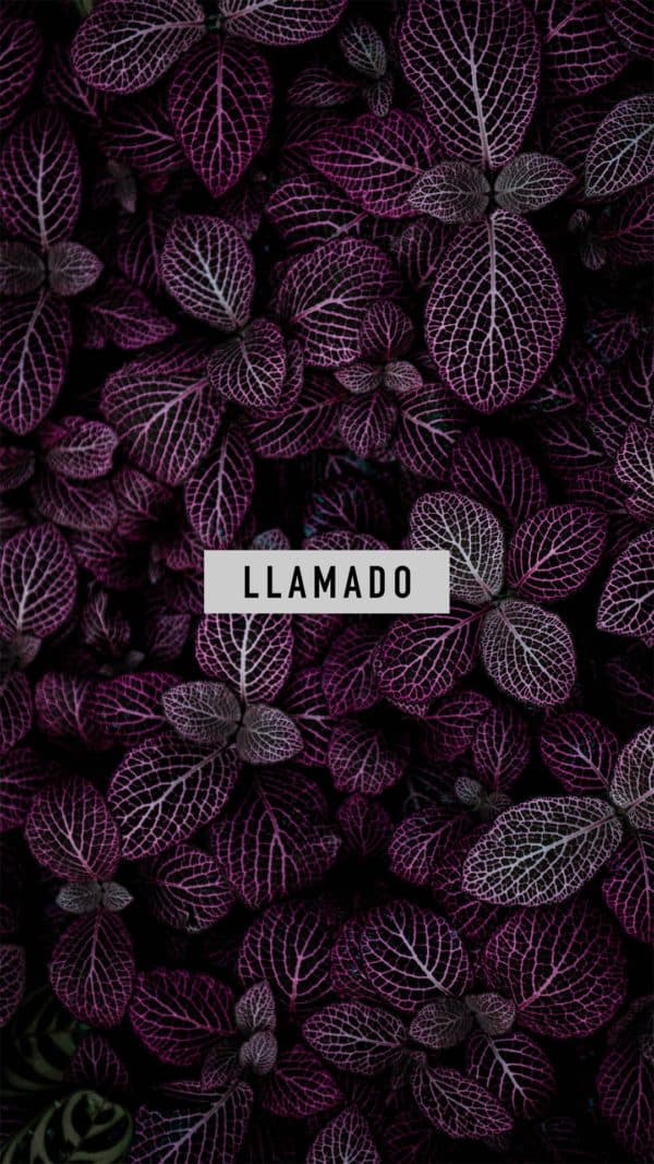 Llamado