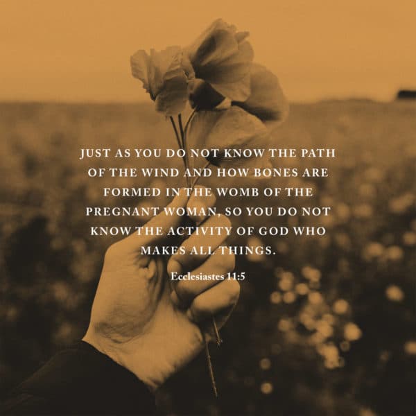Just as you do not know the path of the wind and how bones are formed in the womb of the pregnant woman, so you do not know the activity of God who makes all things. - Ecclesiastes 11:5