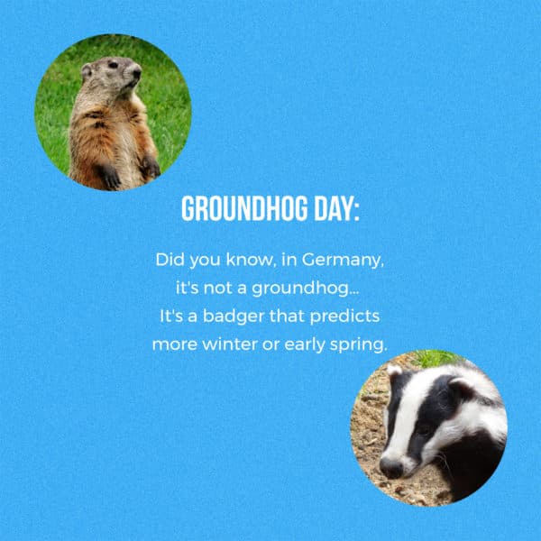 Groundhog Day: Did you know, in Germany, it's not a groundhog… It's a badger that predicts more winter or early spring.