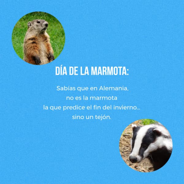 Día de la Marmota: Sabías que en Alemania, no es la marmota la que predice el fin del invierno…sino un tejón