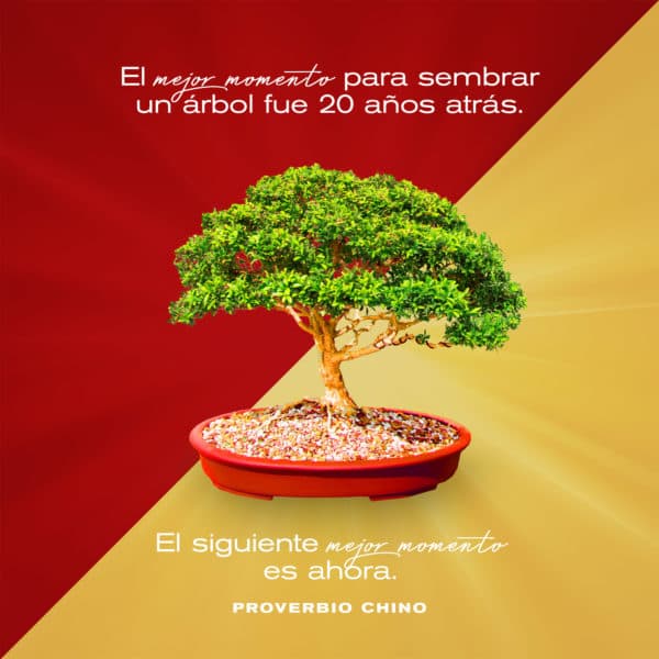 El mejor momento para sembrar un árbol fue 20 años atrás. El siguiente mejor momento es ahora. -Proverbio Chino