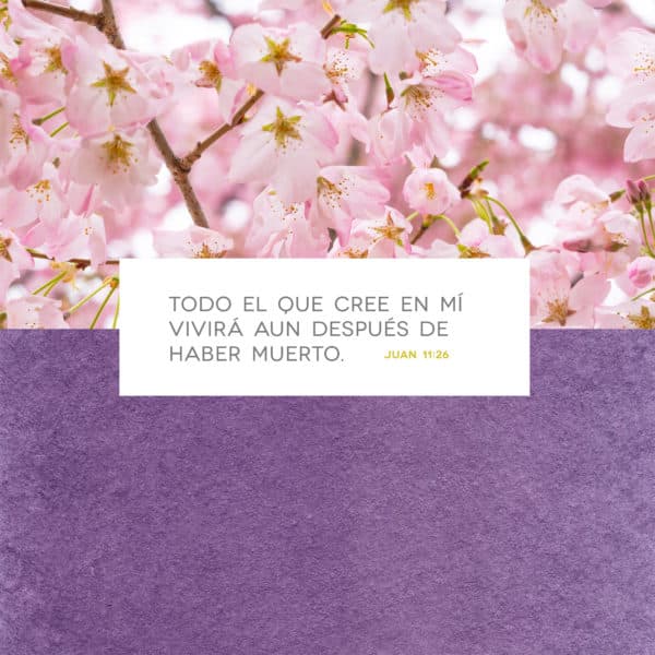 Todo el que cree en mí vivirá aun después de haber muerto. - Juan 11:26