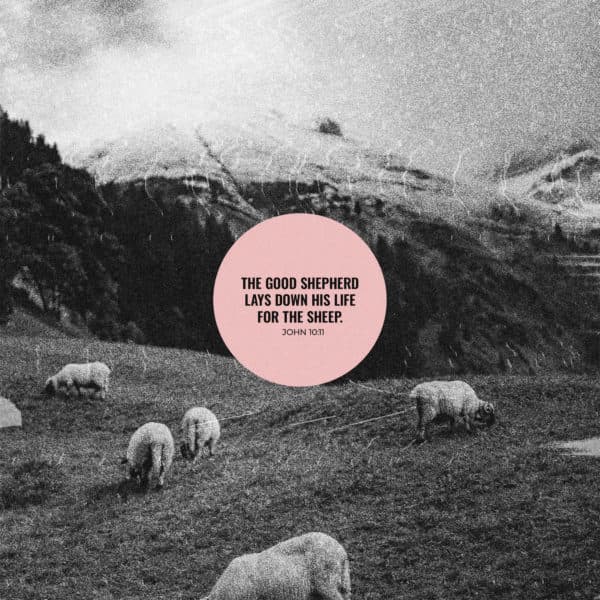 The good shepherd lays down his life for the sheep. - John 10:11