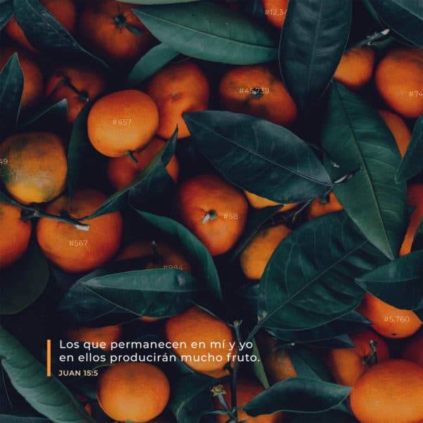 Los que permanecen en mí y yo en ellos producirán mucho fruto. - Juan 15:5