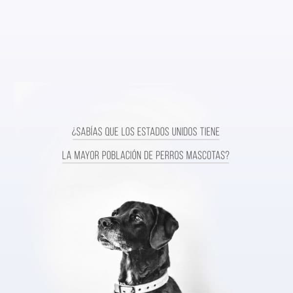 ¿Sabías que los Estados Unidos tiene la mayor población de perros mascotas?