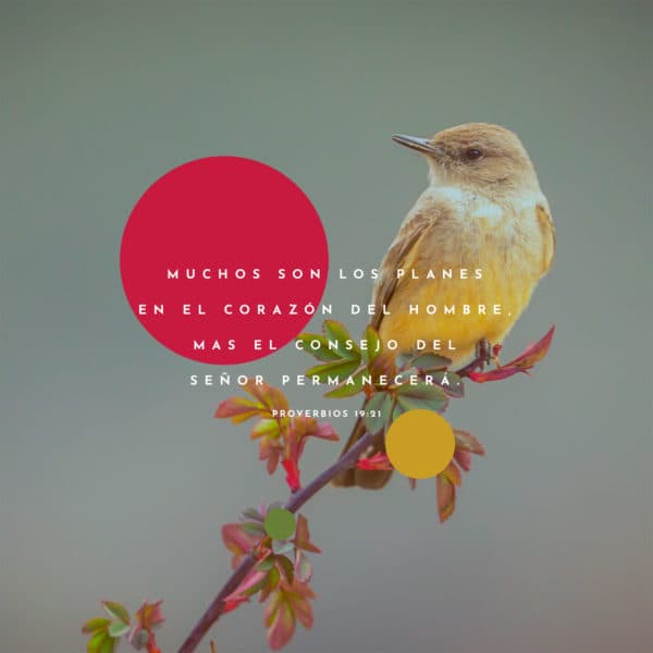 Muchos son los planes en el corazón del hombre, mas el consejo del Señor permanecerá. - Proverbios 19:21