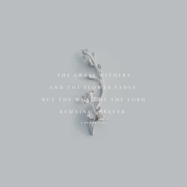 The grass withers and the flower fades. But the word of the Lord remains forever. - 1 Peter 1:24-25