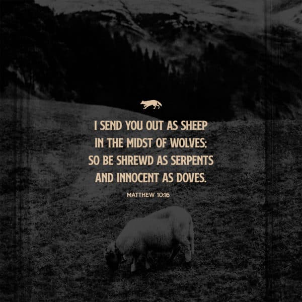 I send you out as sheep in the midst of wolves; so be shrewd as serpents and innocent as doves. - Matthew 10:16