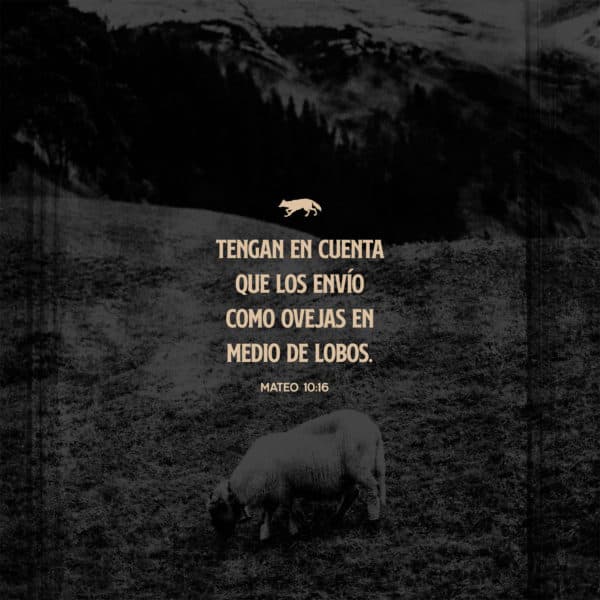 Tengan en cuenta que los envío como ovejas en medio de lobos. - Mateo 10:16