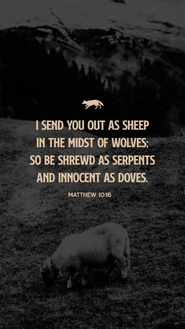 I send you out as sheep in the midst of wolves; so be shrewd as serpents and innocent as doves. – Matthew 10:16