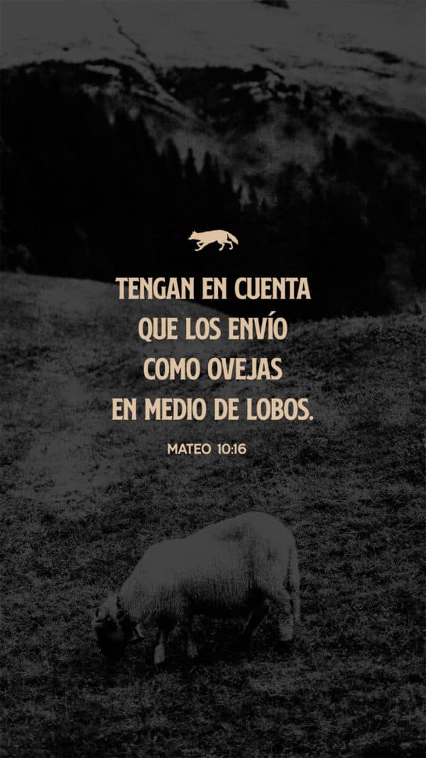 Tengan en cuenta que los envío como ovejas en medio de lobos. – Mateo 10:16