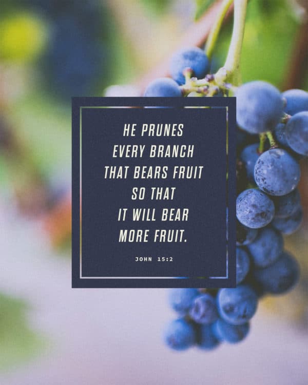 He prunes every branch that bears fruit so that it will bear more fruit. - John 15:2