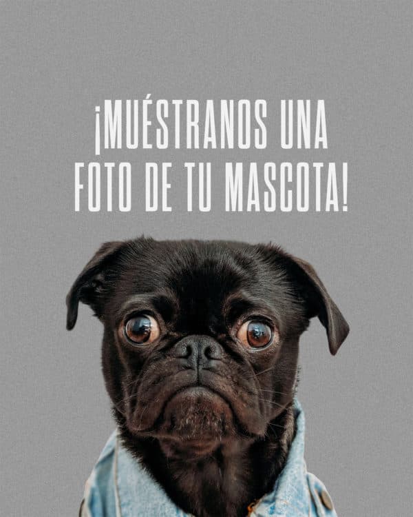 ¡Muéstranos una foto de tu mascota!