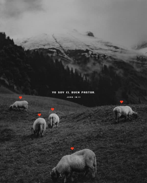 Yo soy el buen pastor. - Juan 10:11