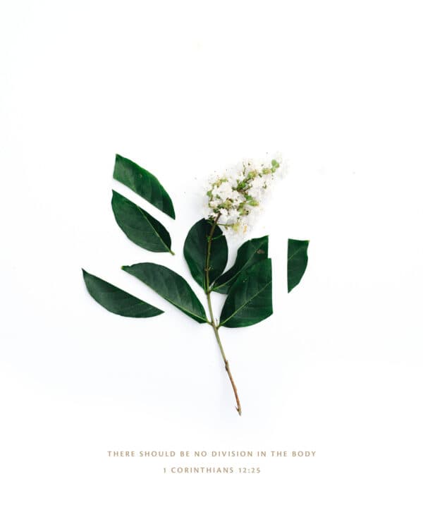 There should be no division in the body. - 1 Corinthians 12:25
