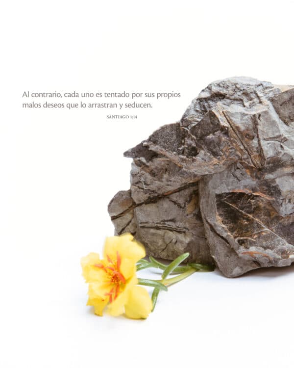 Al contrario, cada uno es tentado por sus propios malos deseos que lo arrastran y seducen. - Santiago 1:14