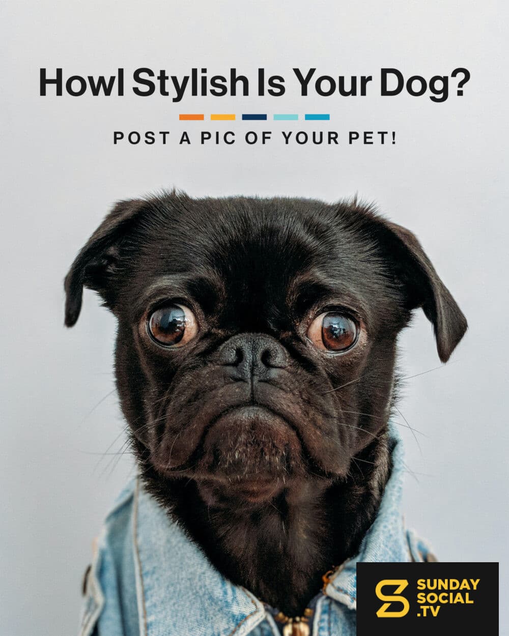 Howl stylish is your dog? Post a pic of your pet!