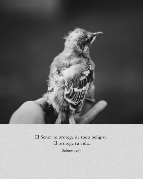 El Señor te protege de todo peligro; Él protege tu vida. - Salmos 121:7