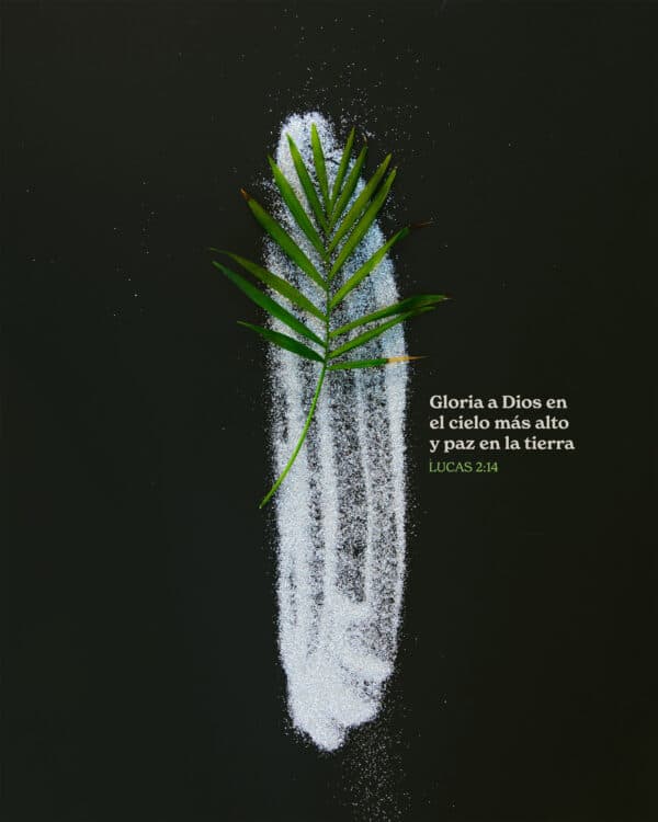 Gloria a Dios en el cielo más alto y paz en la tierra. - Lucas 2:14