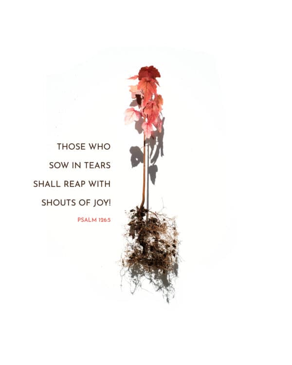 Those who sow in tears shall reap with shouts of joy! - Psalm 126:5