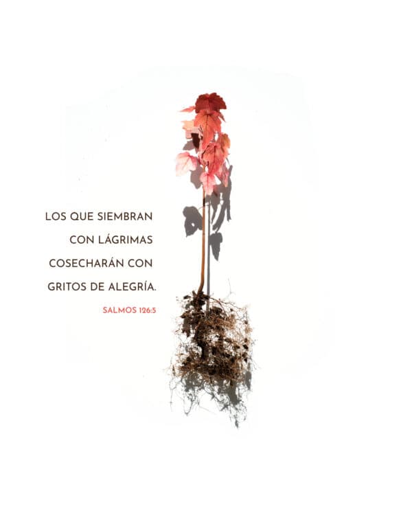 Los que siembran con lágrimas cosecharán con gritos de alegría. - Salmos 126:5