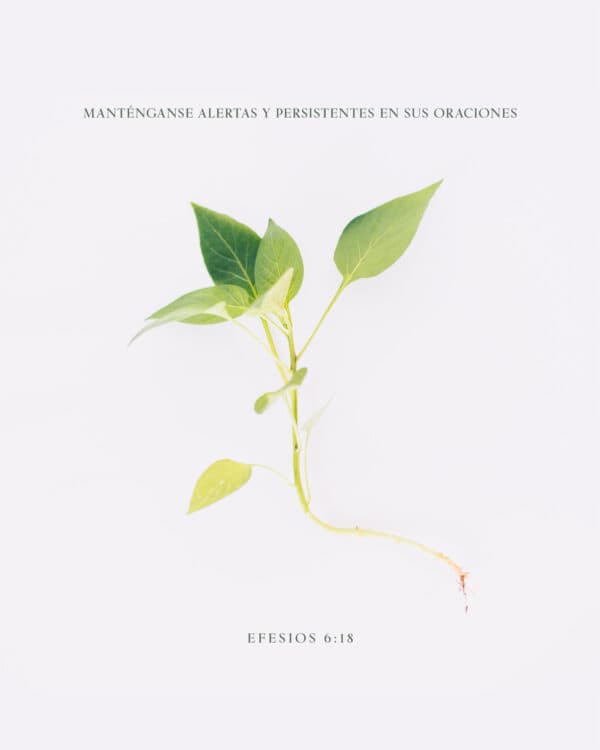Manténganse alertas y persistentes en sus oraciones. - Efesios 6:18