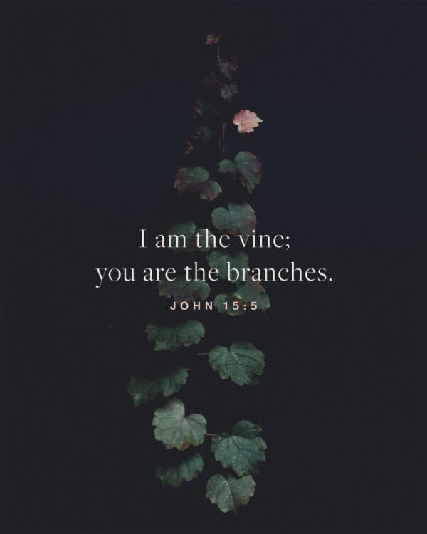 I am the vine; you are the branches. - John 15:5