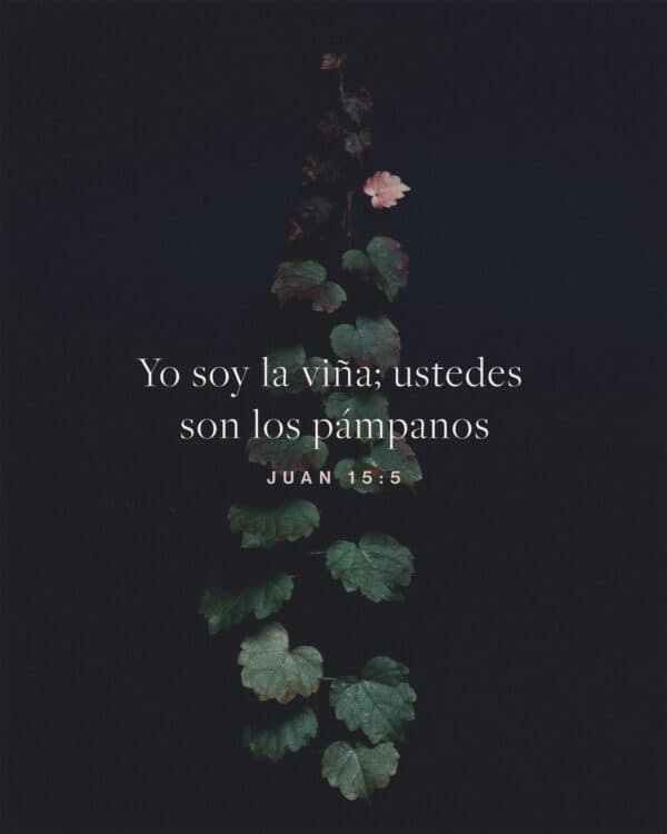 Yo soy la viña; ustedes son los pámpanos. - Juan 15:5