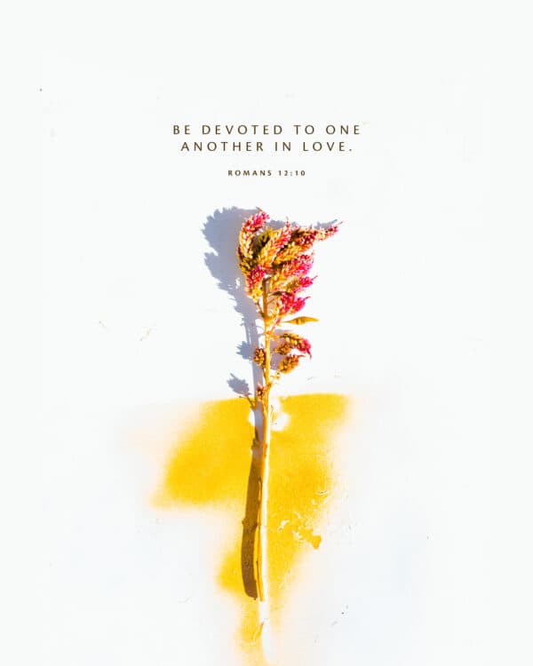 Be devoted to one another in love. - Romans 12:10