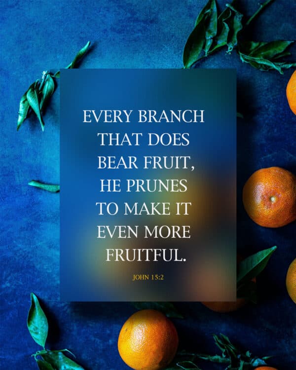 Every branch that does bear fruit, He prunes to make it even more fruitful. - John 15:2