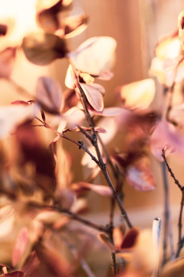 Leaves 1