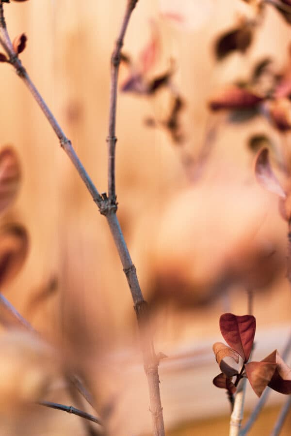 Leaves 3