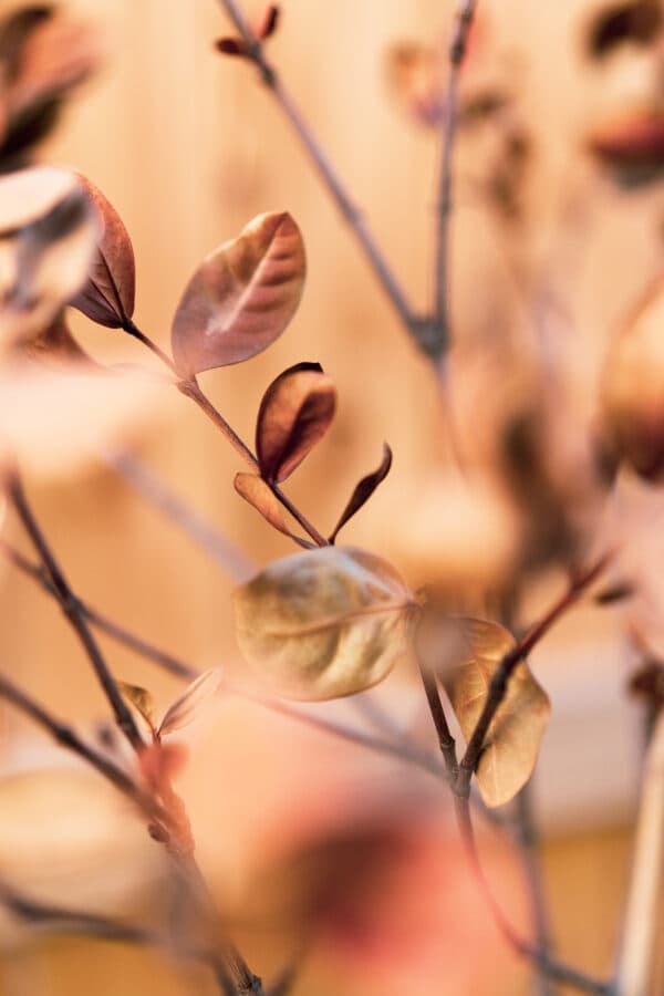 Leaves 4