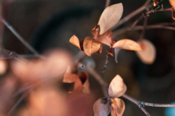 Leaves 5