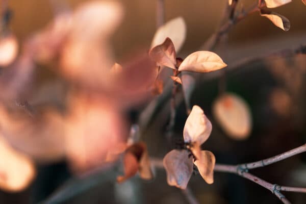 Leaves 6