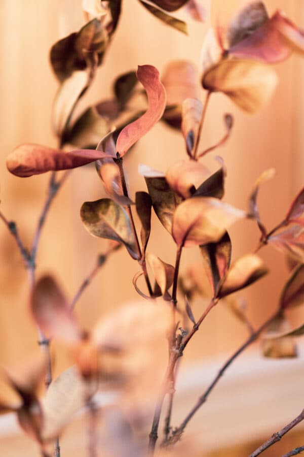 Leaves 7