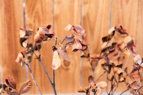 Leaves 8