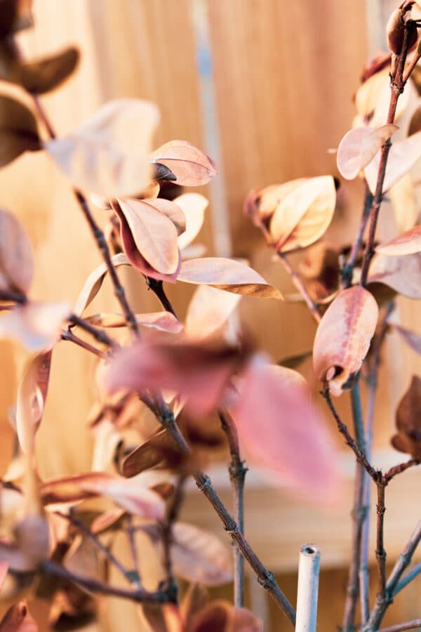 Leaves 9