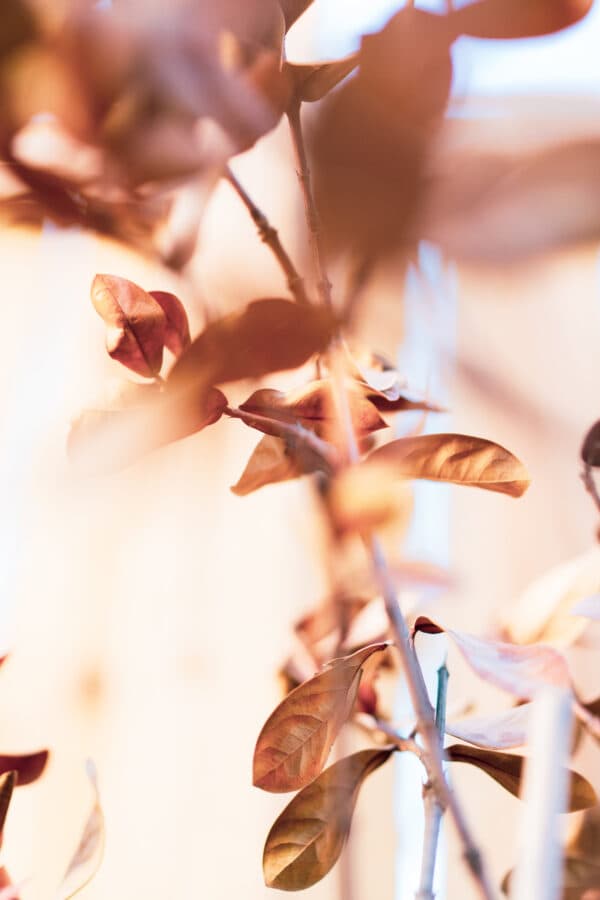 Leaves 10