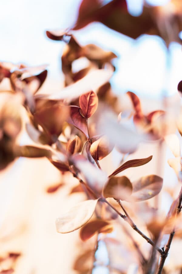 Leaves 11