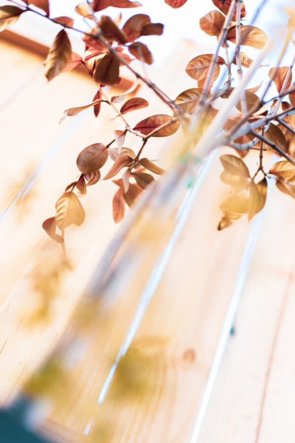 Leaves 12