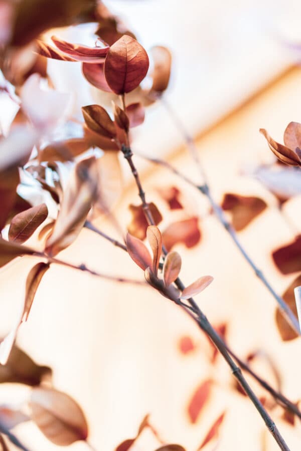 Leaves 13