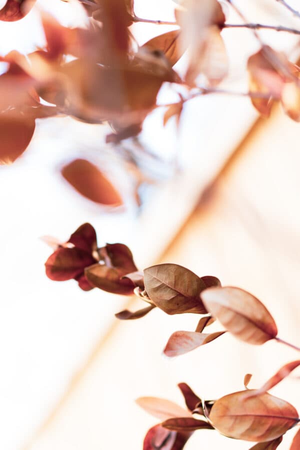 Leaves 14