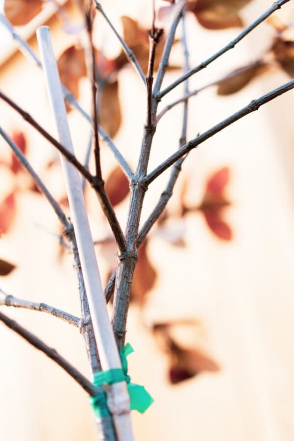 Leaves 15